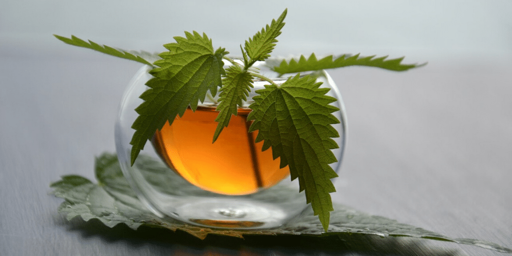 Nettle Tea – A Brew With Benefits