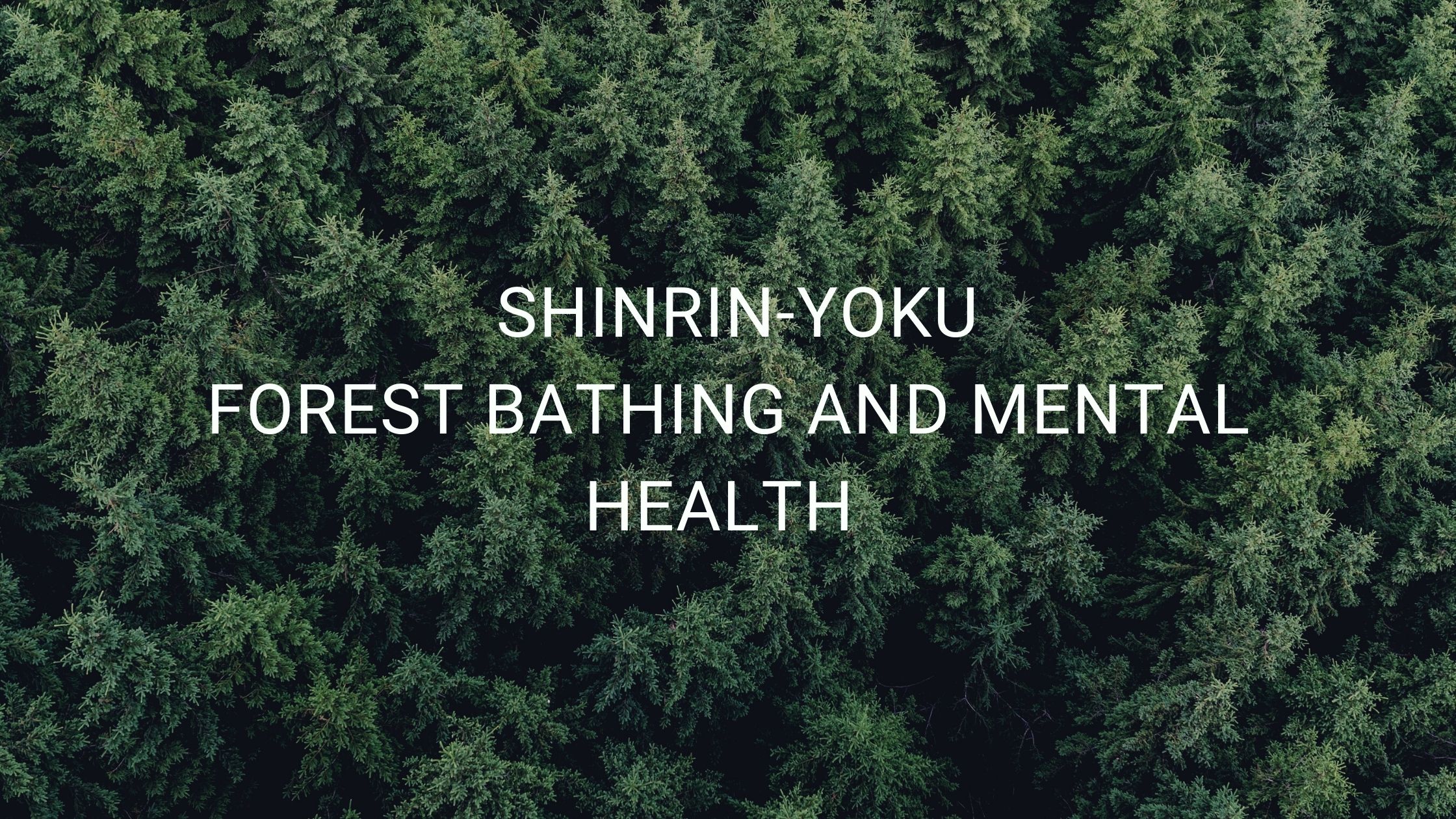 Shinrin-Yoku Explained: What Forest Bathing Can Do For You